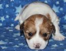 scooby1 coton de tulear puppy for sale w3