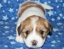 scooby1 coton de tulear puppy for sale w4