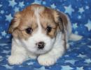 scooby1 coton de tulear puppy for sale w5