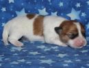 scooby2 coton de tulear puppy for sale w1