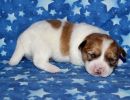 scooby2 coton de tulear puppy for sale w2