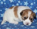 scooby2 coton de tulear puppy for sale w3