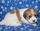 scooby2 coton de tulear puppy for sale w4