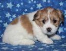 scooby2 coton de tulear puppy for sale w5