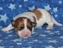scooby3 coton de tulear puppy for sale w1