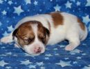 scooby3 coton de tulear puppy for sale w2