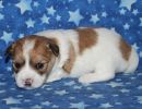 scooby3 coton de tulear puppy for sale w3