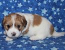 scooby3 coton de tulear puppy for sale w4