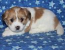 scooby3 coton de tulear puppy for sale w5