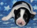 shadow1 coton de tulear puppy for sale w1