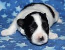 shadow1 coton de tulear puppy for sale w2