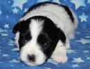shadow1 coton de tulear puppy for sale w3