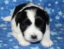 shadow1 coton de tulear puppy for sale w4