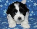 shadow1 coton de tulear puppy for sale w5