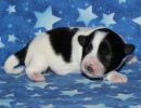shadow2 coton de tulear puppy for sale w1