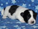 shadow2 coton de tulear puppy for sale w2
