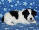 shadow2 coton de tulear puppy for sale w3