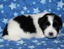 shadow2 coton de tulear puppy for sale w4