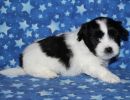 shadow2 coton de tulear puppy for sale w5