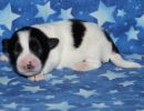 shadow3 coton de tulear puppy for sale w1