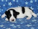 shadow3 coton de tulear puppy for sale w2