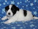 shadow3 coton de tulear puppy for sale w3