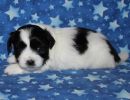 shadow3 coton de tulear puppy for sale w4