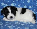 shadow3 coton de tulear puppy for sale w5