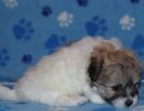 shiloh2 cotondetulearpuppyforsalew6