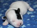 shira1 cotondetulearpuppyforsalew1
