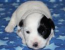 shira1 cotondetulearpuppyforsalew2