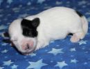 shira3 cotondetulearpuppyforsalew1