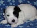 shira3 cotondetulearpuppyforsalew3