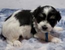 silky3coton de tulear puppy for sale w4