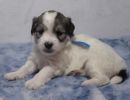 skylar3coton de tulear puppy for sale w4