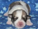 smoky1 coton de tulear puppy for sale w1.