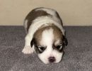 smoky1 coton de tulear puppy for sale w2