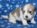 smoky1 coton de tulear puppy for sale w3