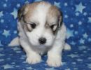 smoky1 coton de tulear puppy for sale w4