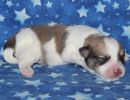 smoky2 coton de tulear puppy for sale w1.