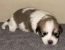 smoky2 coton de tulear puppy for sale w2