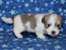 smoky2 coton de tulear puppy for sale w3