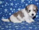 smoky2 coton de tulear puppy for sale w4