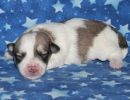 smoky3 coton de tulear puppy for sale w1.