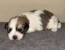 smoky3 coton de tulear puppy for sale w2