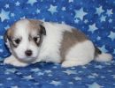 smoky3 coton de tulear puppy for sale w3