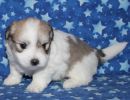 smoky3 coton de tulear puppy for sale w4