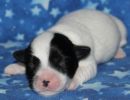 snoopy1 coton de tulear puppy for sale w1