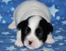snoopy1 coton de tulear puppy for sale w2