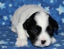 snoopy1 coton de tulear puppy for sale w3